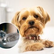 Yorkshire terrier dogs and ragdoll cats are among the most common breeds targeted in pet scams
