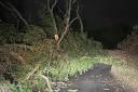 TREE: A tree down in Bromsgrove overnight