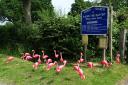 Some of the many flamingos that flocked to White Ladies Aston, near Worcester, on Saturday.