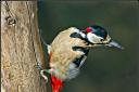 Great spotted woodpecker, Derek Oakley