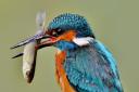 Kingfisher, Pete Greenwood
