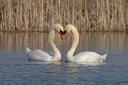 Swans  displaying prior to mating.
