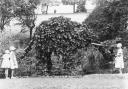 The “Elephant Tree”, 1933. Picture: Kidderminster Museum of Carpet