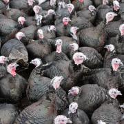 SHORTAGES: Could there be a turkey shortage this Christmas? Pic. PA