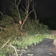 TREE: A tree down in Bromsgrove overnight