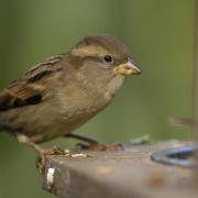Tasty treats to boost bird numbers