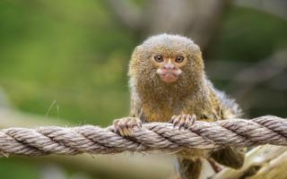 Six pygmy marmosets, the smallest monkeys in the world, have moved to West Midlands Safari Park
