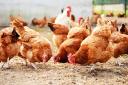 All birds on a premises near Bromsgrove will be humanely culled after an avian flu outbreak.