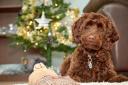 DANGEROUS: RSPCA is highlighting a number of things are dangerous to pets around the home this Christmas