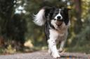 Dog owners warned over ‘highly poisonous’ conkers (Canva)