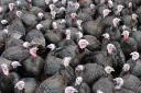 SHORTAGES: Could there be a turkey shortage this Christmas? Pic. PA