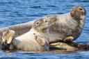 Grey Seals at Criccieth Beach by Dave McGirr