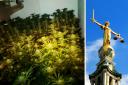 Cannabis plants found in Barnfield Close, Bromsgrove, left,