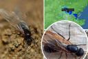 Flying Ant Day will take place in the UK soon. But what is it? Here's all you need to know
