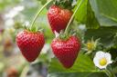 Pick your own strawberries around Worcestershire