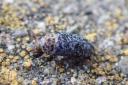 The dermestes undulatus beetle, a rare 'skin-eating' beetle has been found on Flat Holm Island, off the coast of Cardiff
