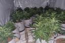 Cannabis plants found at a property in Ivanhoe Road, Dudley