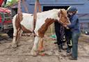 George the horse back on his feet thanks to efforts of firefighters