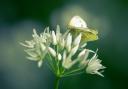 Green veined white butterfly on wild garlic by Carl Richard Harris
