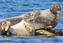 Grey Seals at Criccieth Beach by Dave McGirr