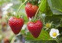 Pick your own strawberries around Worcestershire