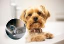 Yorkshire terrier dogs and ragdoll cats are among the most common breeds targeted in pet scams