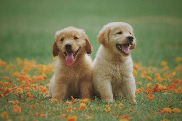 Bromsgrove Advertiser: Two Labrador puppies in a meadow. Credit: Canva