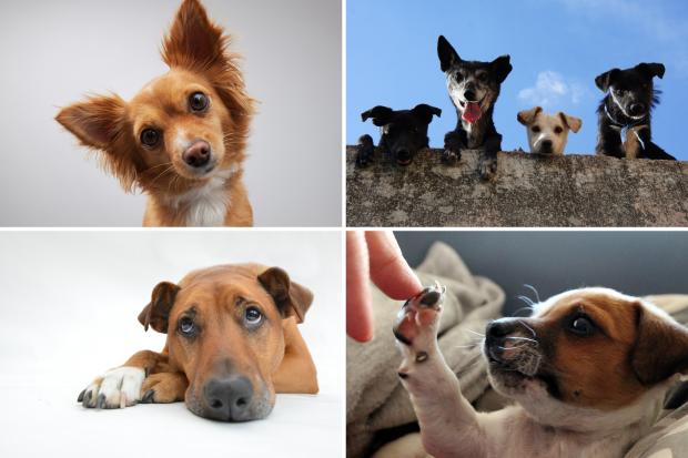 Bromsgrove Advertiser: Seven adorable dogs. Credit: Canva