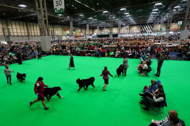 Bromsgrove Advertiser: Owners show their bernese mountain dogs during competition on the first day of the Crufts Dog Show (PA)
