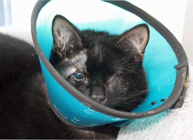 Bromsgrove Advertiser: Miley wearing a cone. Image/ Cats Protection. 