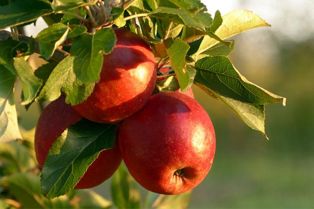 Bromsgrove Advertiser: Apples on a tree. Credit; Canva