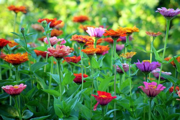 Bromsgrove Advertiser: Colourful flowers in a garden. Credit: Canva