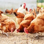All birds on a premises near Bromsgrove will be humanely culled after an avian flu outbreak.