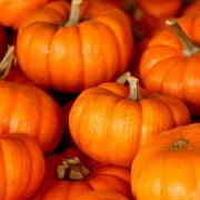 Pumpkin patches to visit in Worcestershire this half term