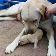 A guide dog mum caring for a guide dog puppy.