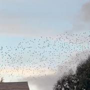 Murmuration spotted over Droitwich on Saturday, February 18