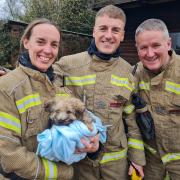 A puppy was rescued from a property filled with carbon monoxide.