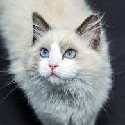 Government ministers considered culling all UK cats says Lord Bethell (Canva)
