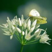 Green veined white butterfly on wild garlic by Carl Richard Harris