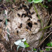 Asian Hornets are able to kill with one sting among people who have an allergy while they also pose a threat to the environment and native species