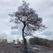 Lickey Hills Country Park was ravaged by fire last year. Credit: Handout