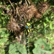 STUNNING: The dragonfly by the River Salwarpe near Droitwich
