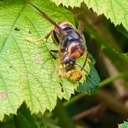 There have been 16 confirmed sightings of the Asian Hornets in the UK this year.