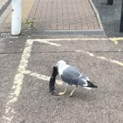 YUCK: The gull eats the dead rat in Copenhagen Street car park in Worcester