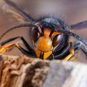 Asian hornets could invade the UK following the current heatwave, garden experts have warned