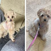 Before and after: Rescue dog Lammy
