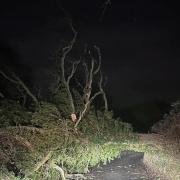 A fallen tree in Bromsgrove