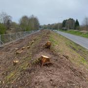 Hundreds of trees have been cut down along the A38