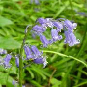 Here's why you shouldn't pick bluebells when going for a walk in the woods
