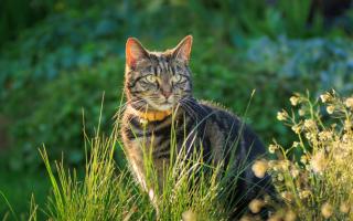Have you got a problem with cats invading your garden and causing a lot of mess?